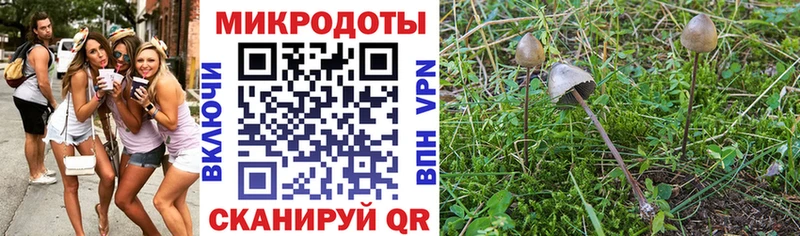Псилоцибиновые грибы Psilocybine cubensis Шадринск
